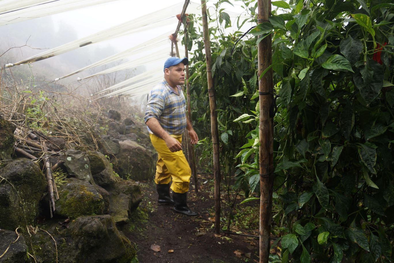 David Guillén: producir desde las nubes con agricultura sostenible en Cartago, Costa Rica