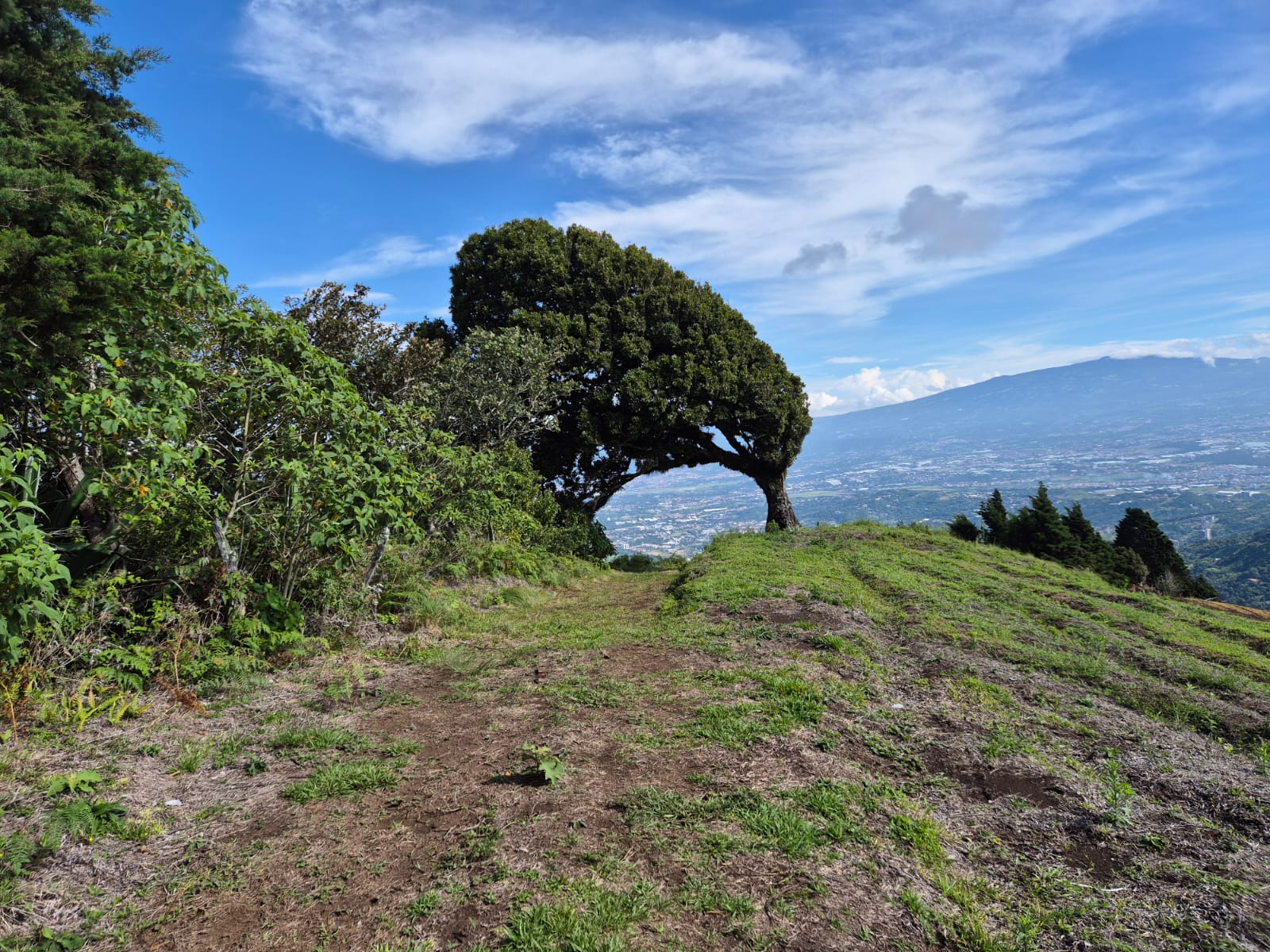 Campo de cebolla de calidad