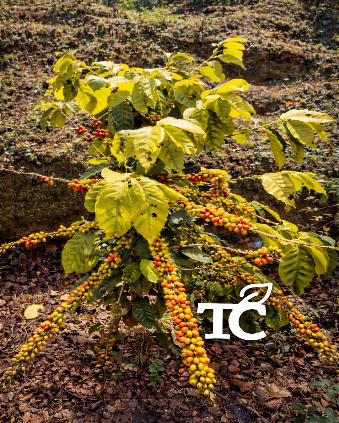 El café de Costa Rica: una historia que nace en la tierra y se comparte con el mundo