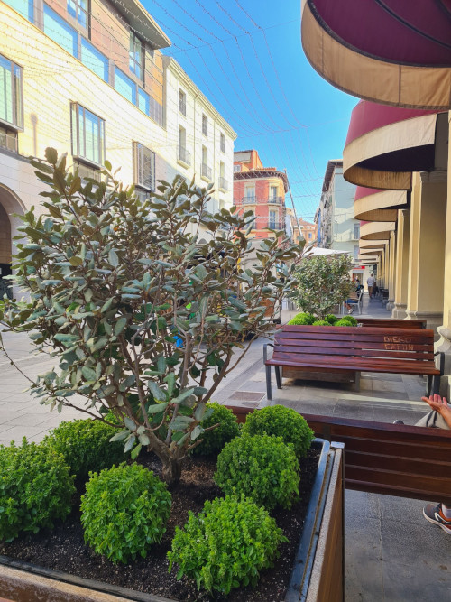 Huesca ya huele a albahaca: comienza la cuenta regresiva para las fiestas de San Lorenzo