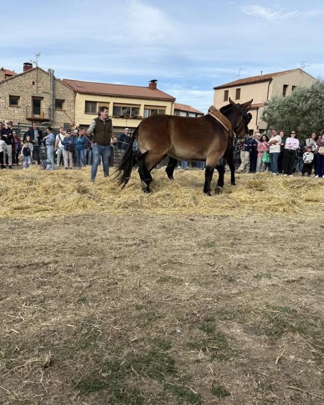 Calamocha fortalece su liderazgo como destino del turismo rural en Aragón