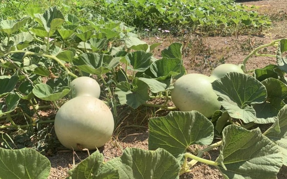 España convierte a agricultores experimentados en maestros de una nueva generación