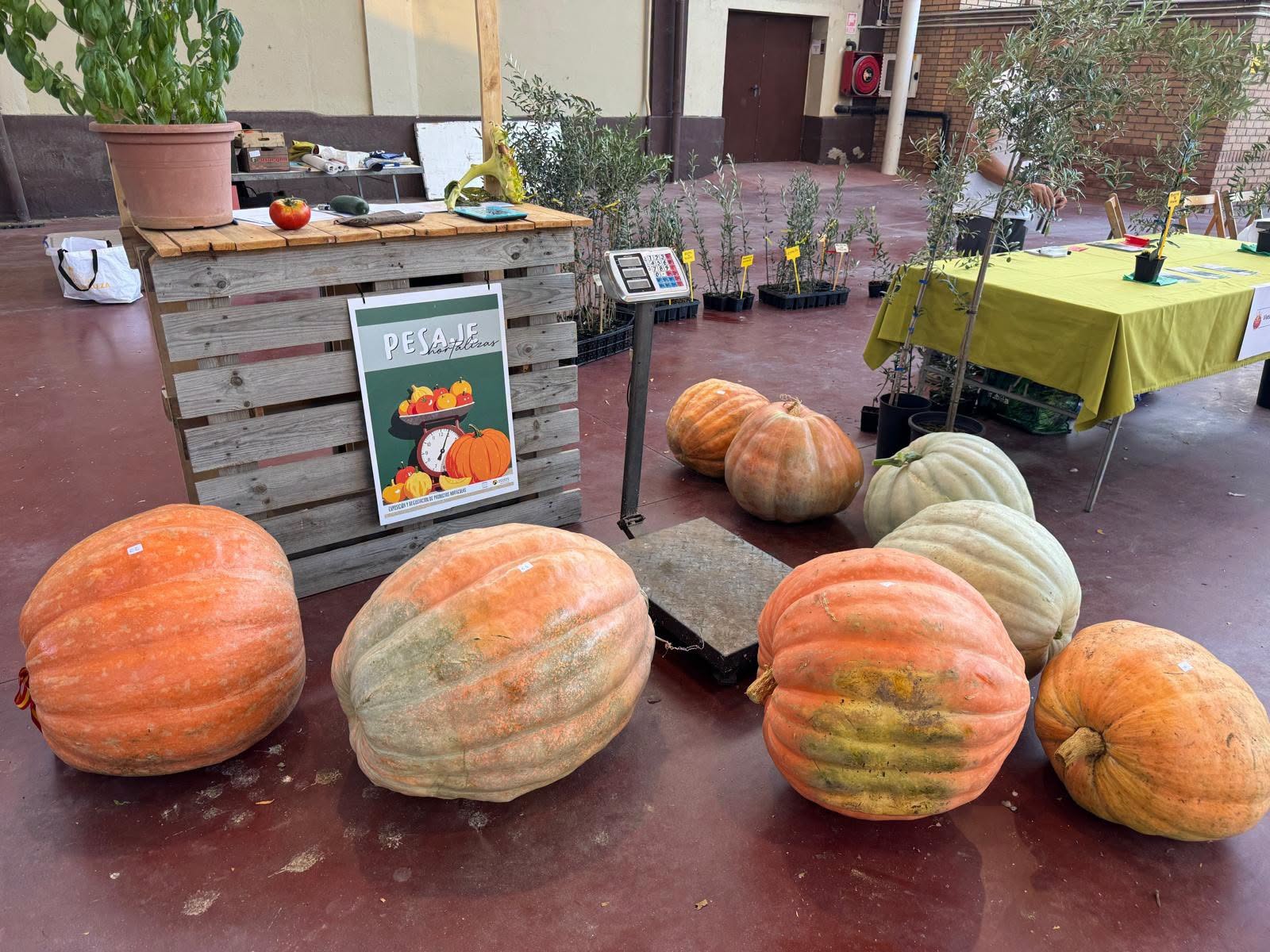 Un tomate de 1,3 kilos y una calabaza de 73 kilos: así celebra un pueblo español a sus agricultores